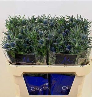 CHARDON ORION QSTAR 40